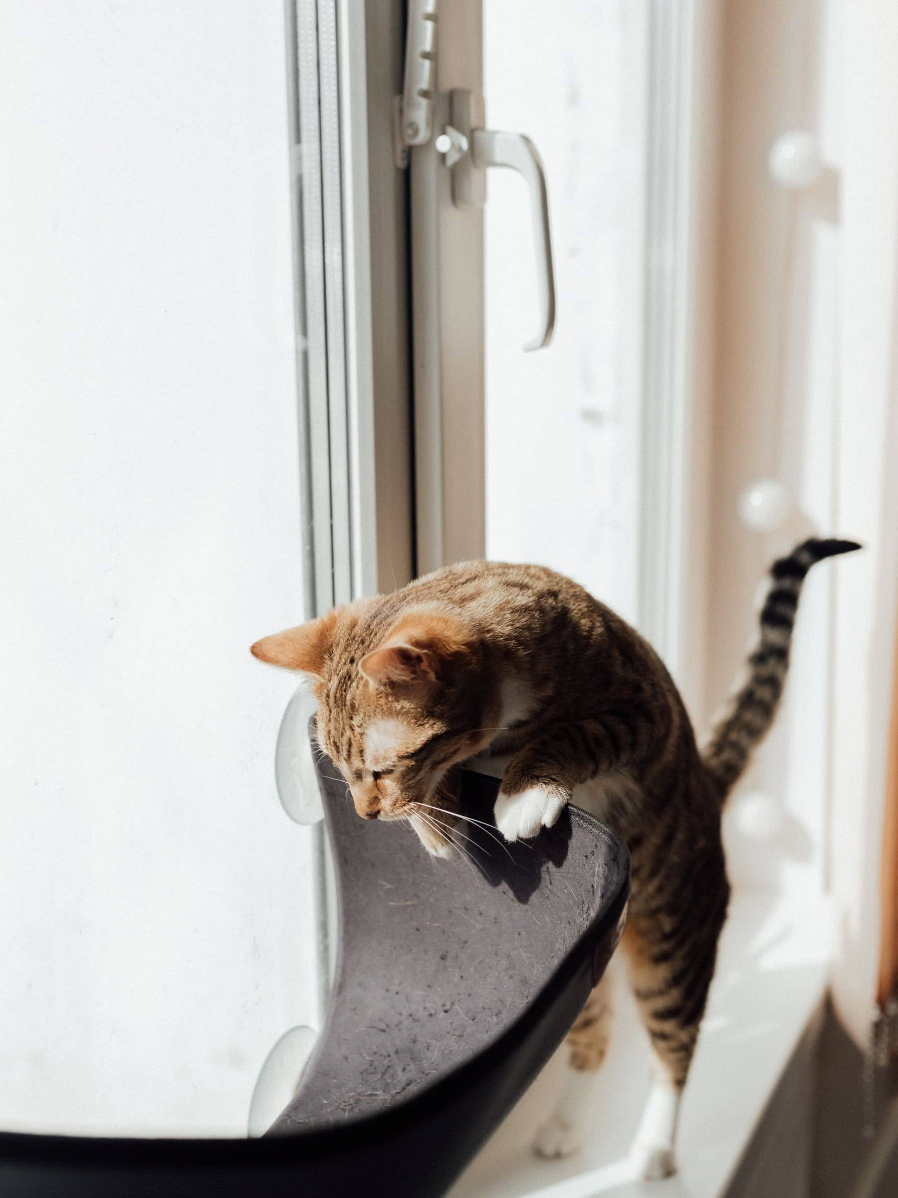 Katze klettert auf eine Liegefläche direkt am Fenster