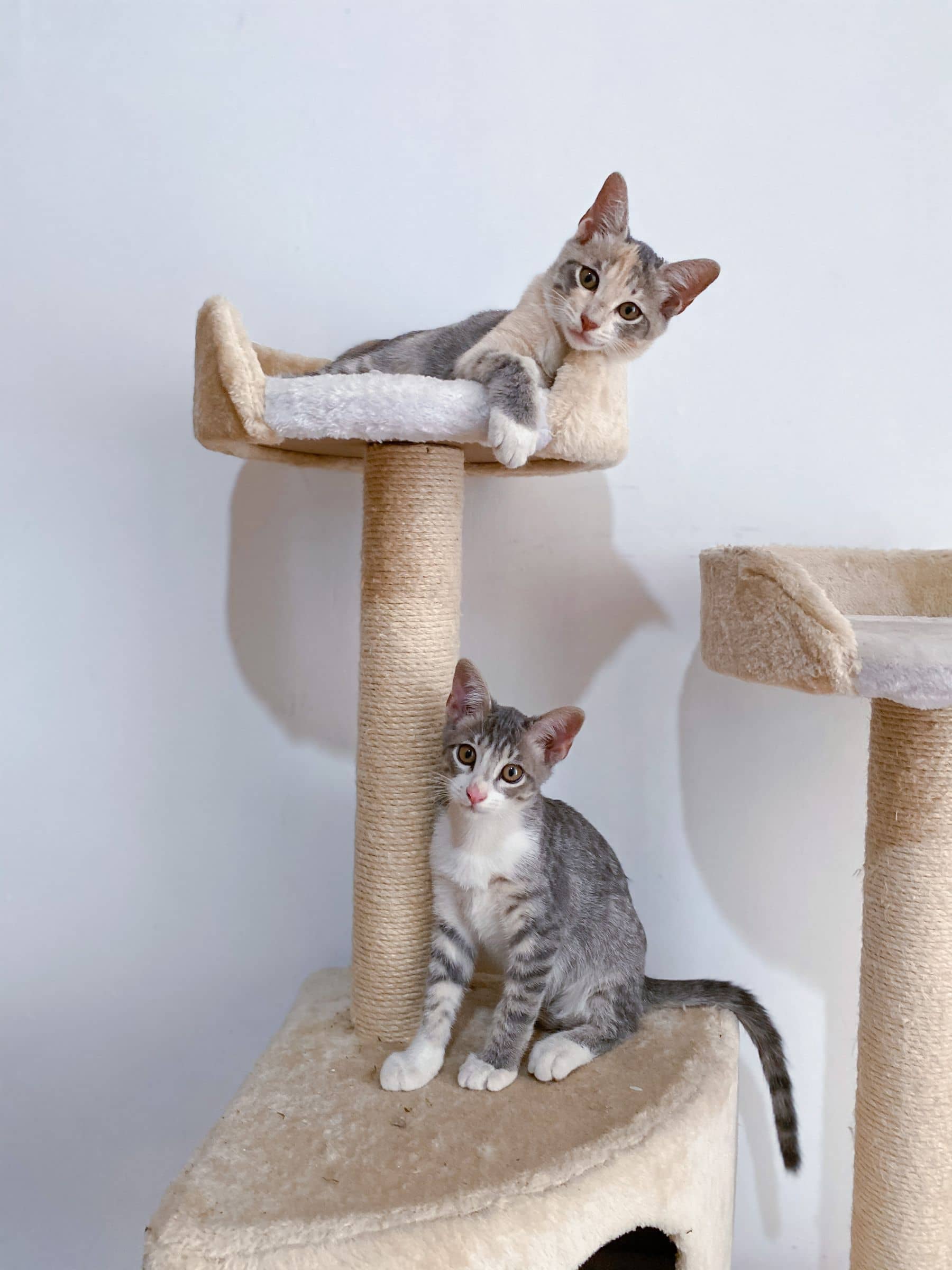 Zwei junge Katzen auf einem Kratzbaum mit weicher Kuschelmulde
