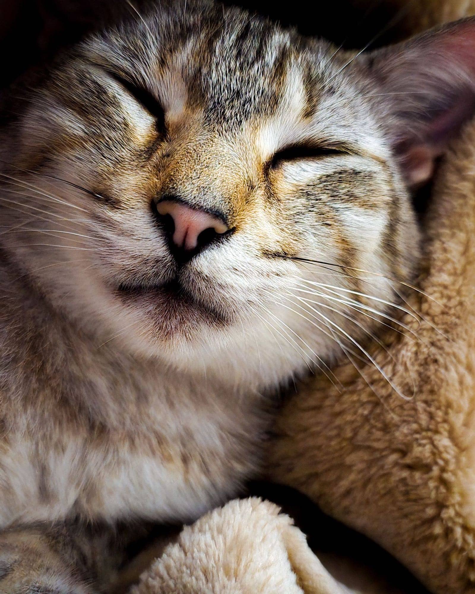 Katze schläft zufrieden eingerollt in einer weichen Decke