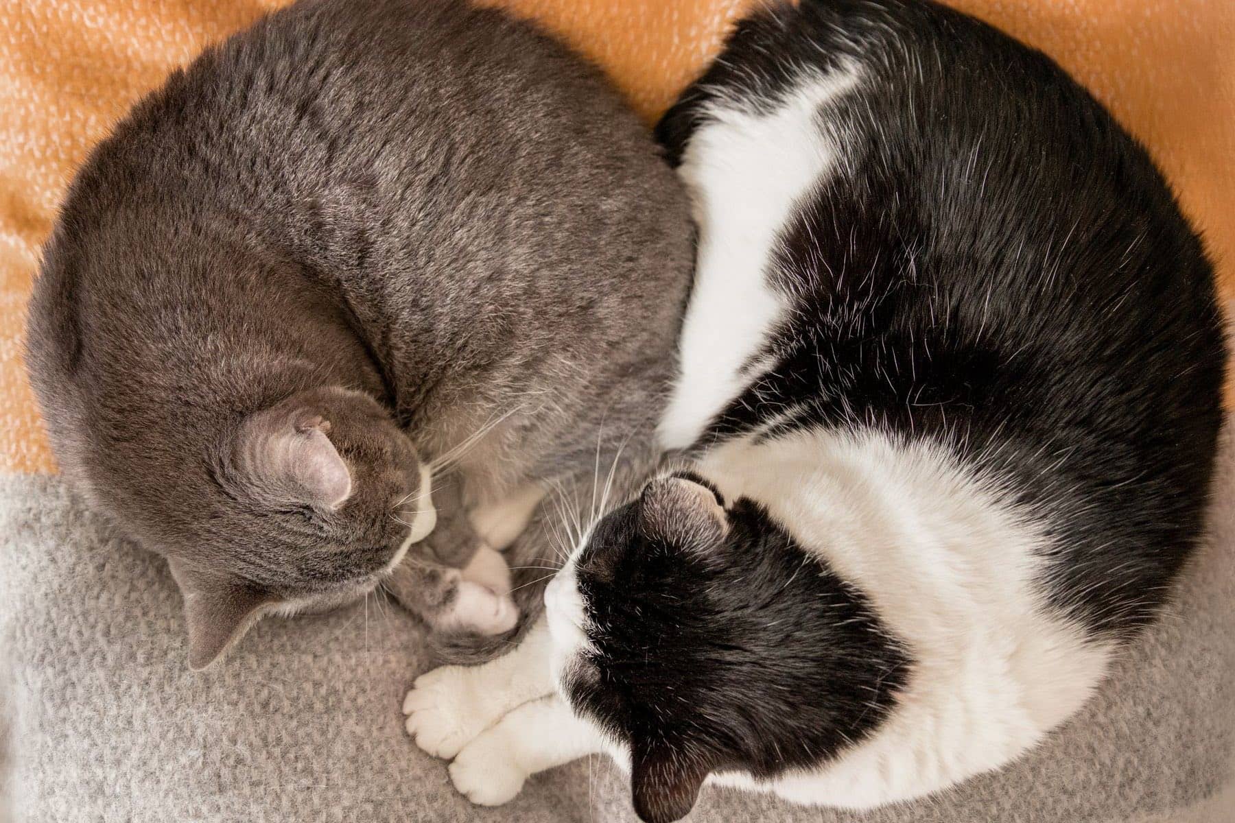 Zwei Katzen aus einem Haushalt schlafen aneinandergekuschelt