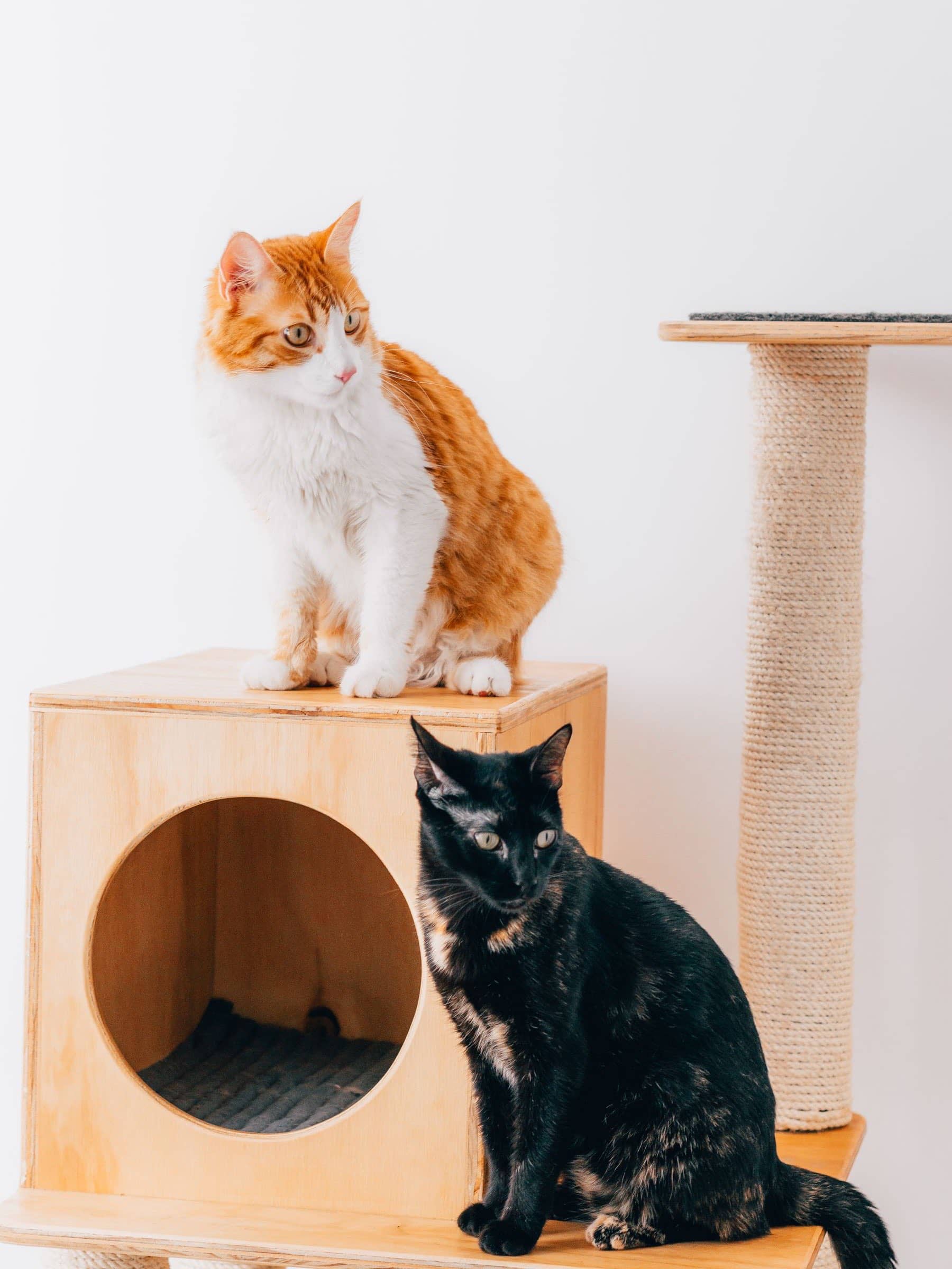 Zwei Katzen auf einem hellen Katzenmöbel mit Höhle und Sisalstamm