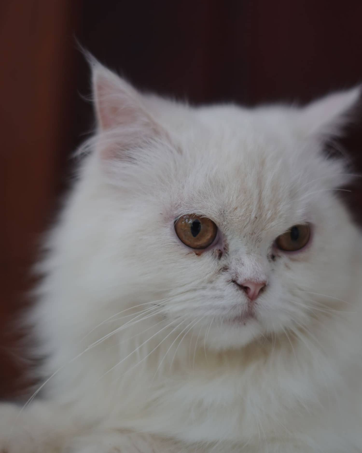 Weiße Langhaarkatze mit bernsteinfarbenen Augen liegt ruhig da