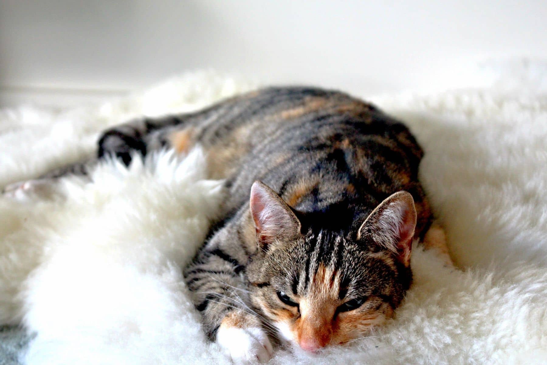 Getigerte Katze liegt entspannt auf einem weichen weißen Fell