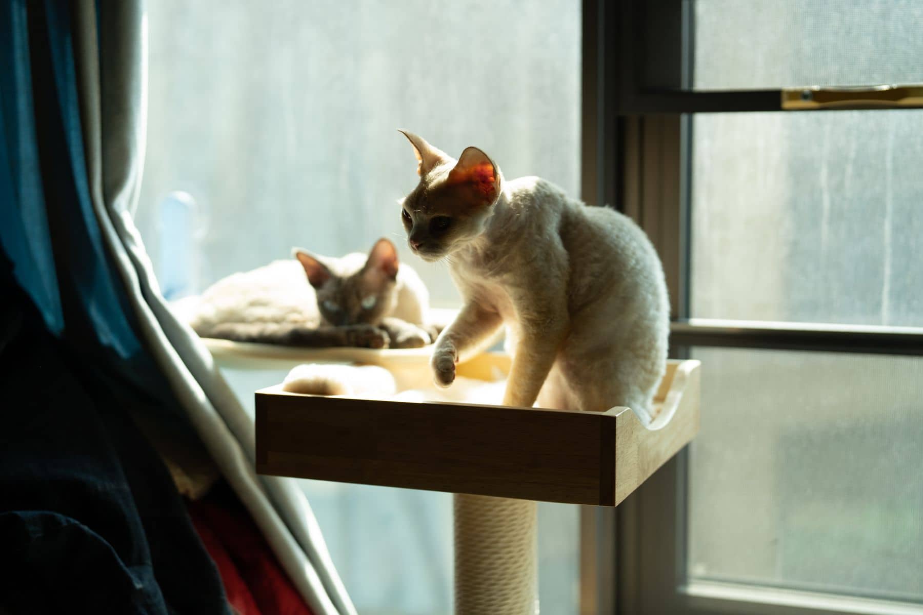 Zwei Katzen auf einem Wandbrett im Sonnenlicht am Fenster